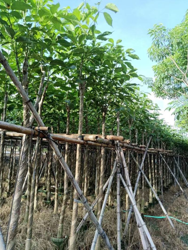红花风铃木