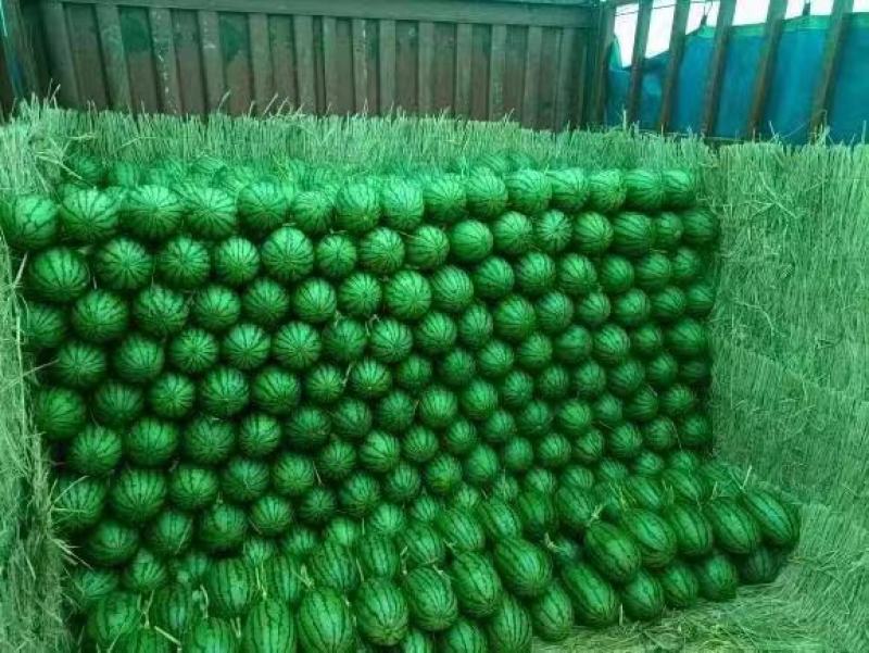 L600小西瓜沙地种植产地直供皮薄汁甜欢迎来电采购
