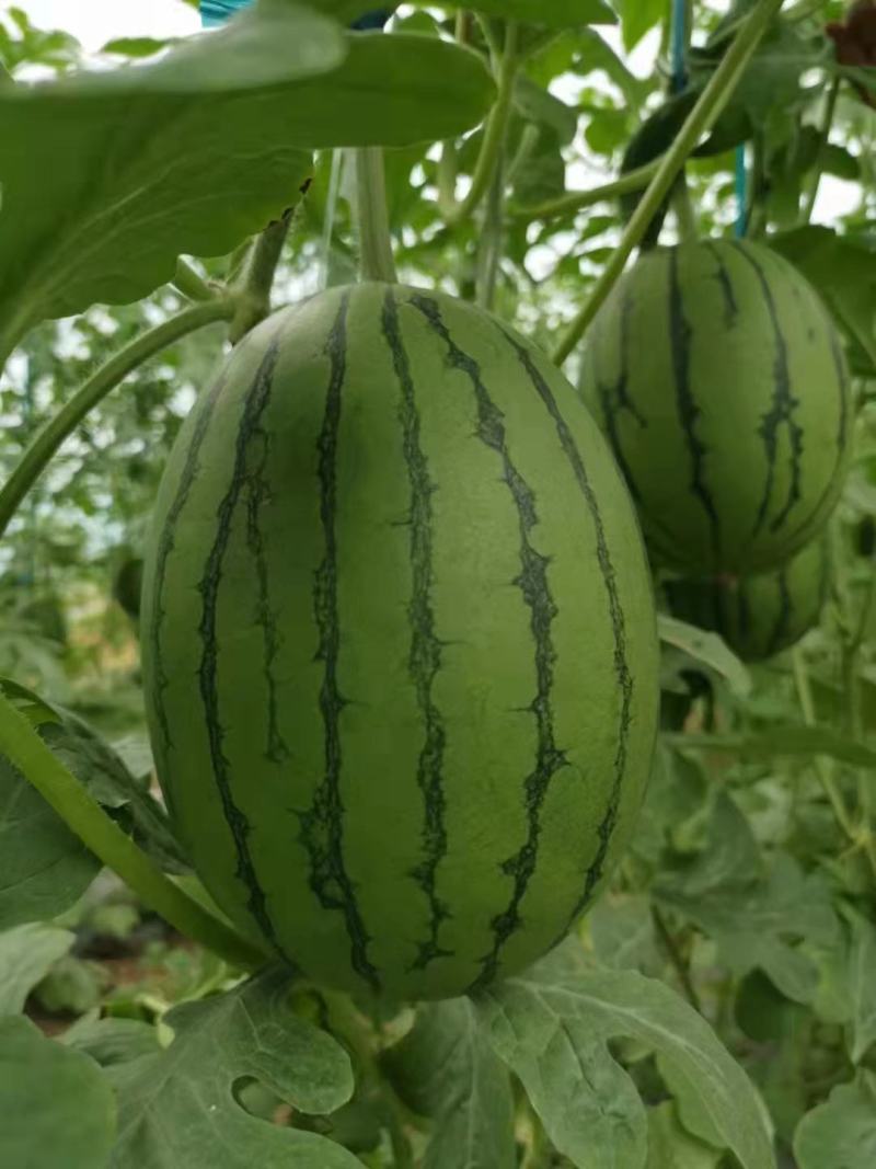 L600小西瓜沙地种植产地直供皮薄汁甜欢迎来电采购