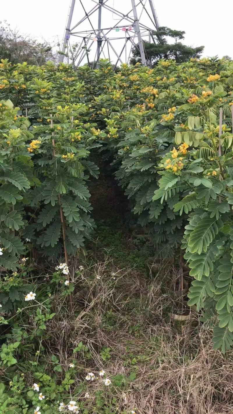 黄花槐