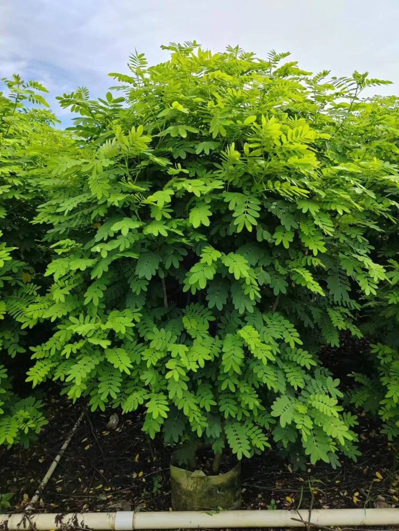 黄花槐
