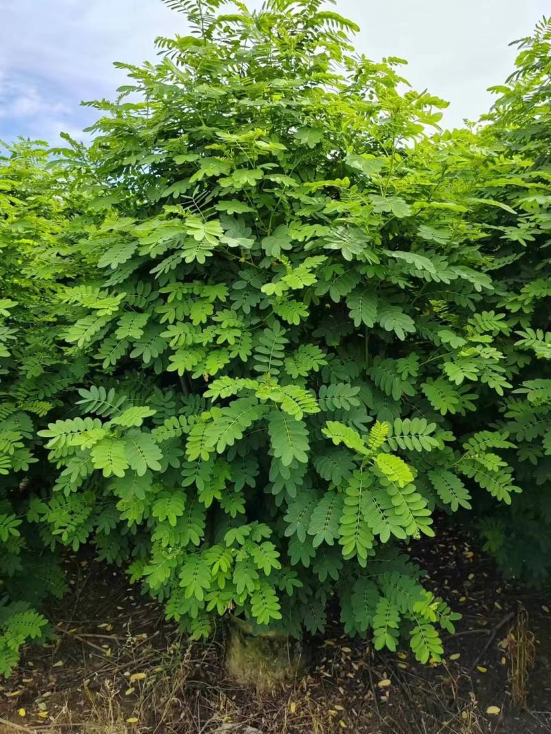 黄花槐