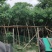 黄花槐