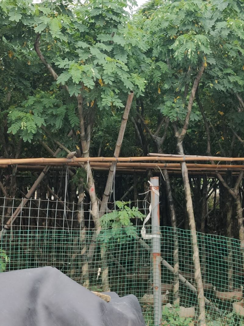黄花槐