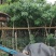 黄花槐