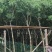 黄花槐