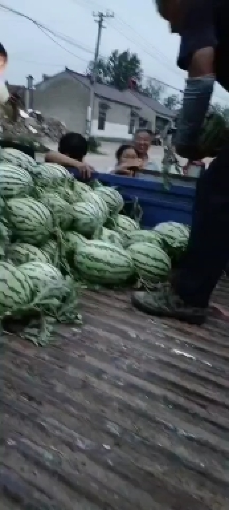 主打金城5号，新浓8号。刚刚上市，量大天天有货。