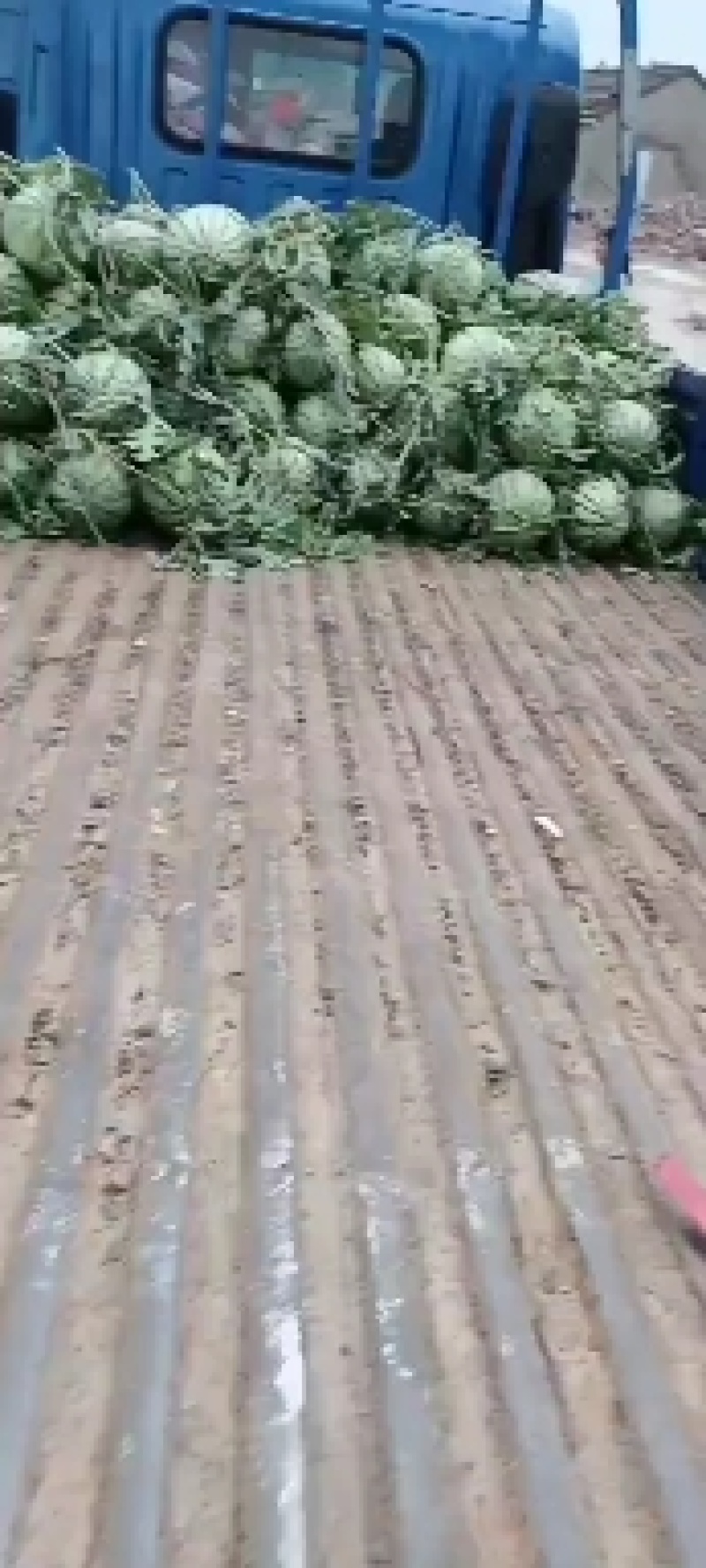 主打金城5号，新浓8号。刚刚上市，量大天天有货。