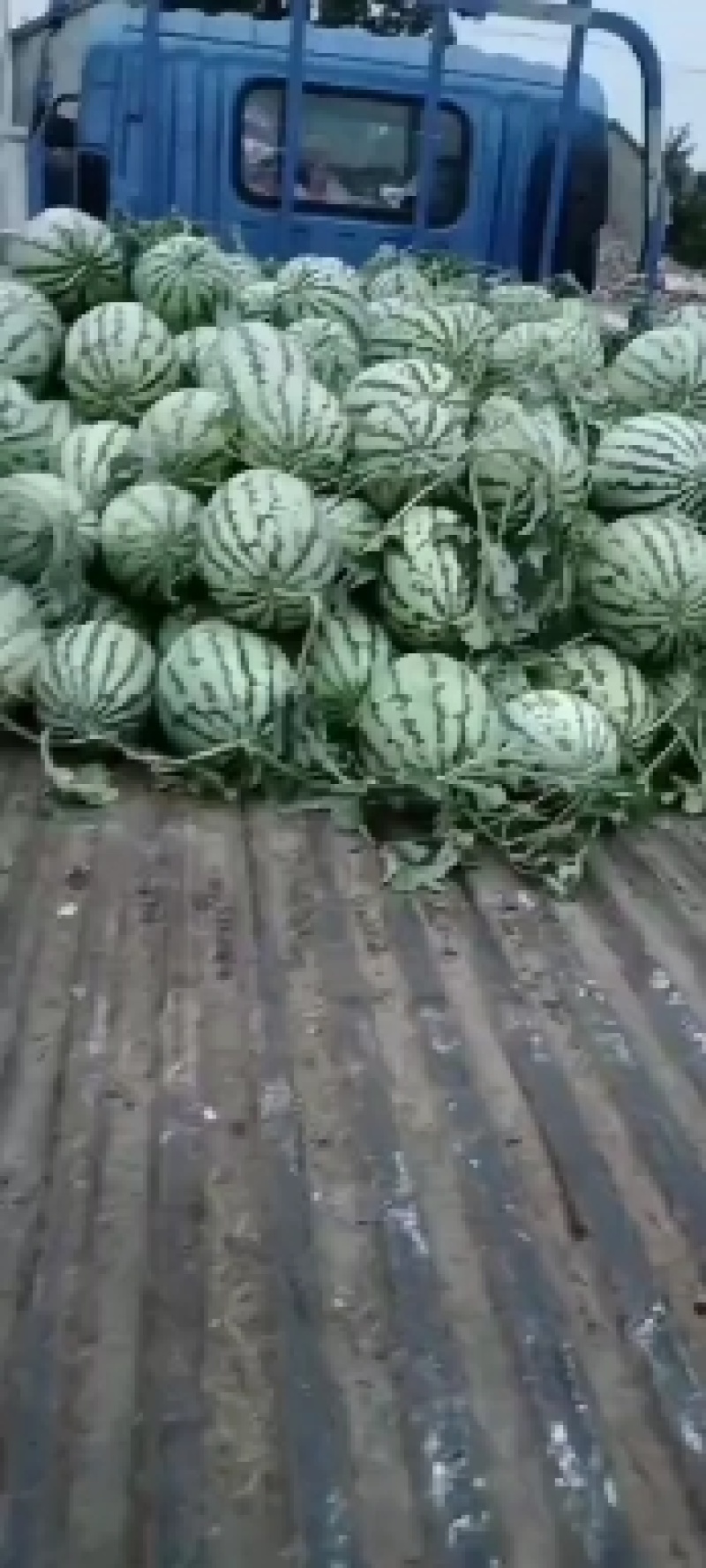 主打金城5号，新浓8号。刚刚上市，量大天天有货。