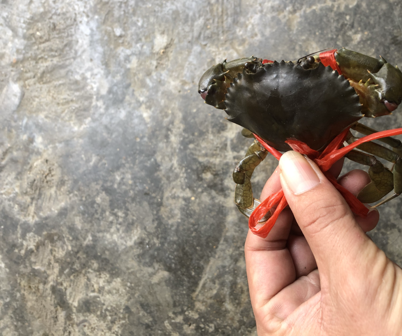 青蟹苗海南本地大蟹苗
