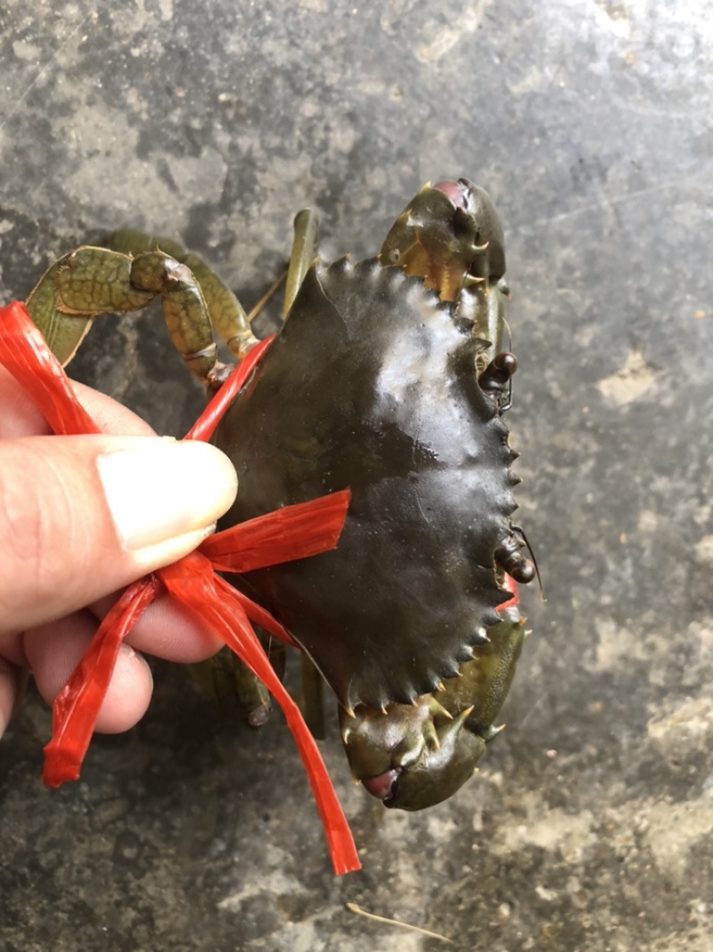 青蟹苗海南本地大蟹苗