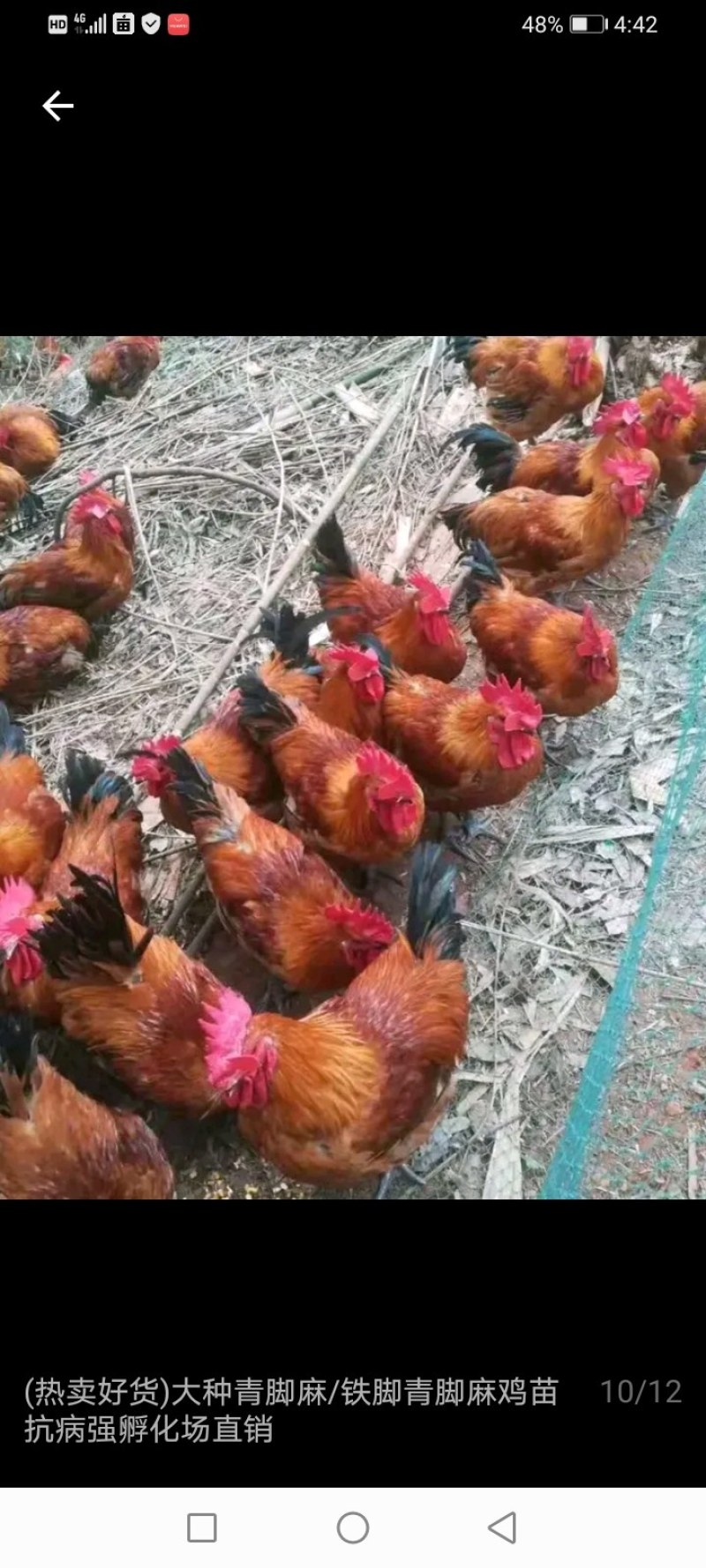 红玉鸡苗包运输包成活率包打疫量大从优