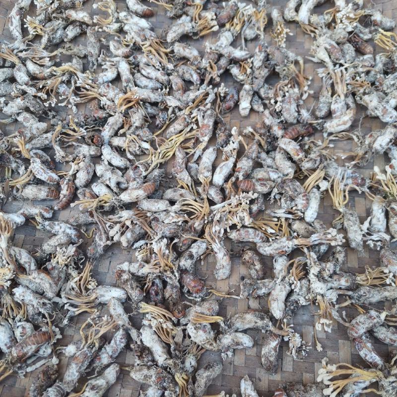 蝉花产产新了，正在一加工