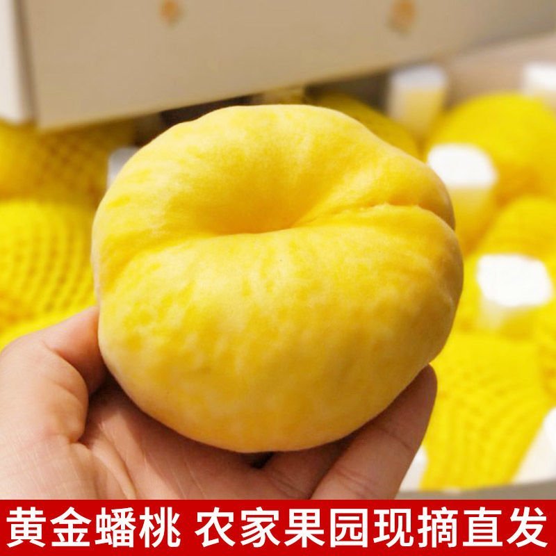 黄蟠桃毛蟠19产地直发欢迎各大果商大量批收