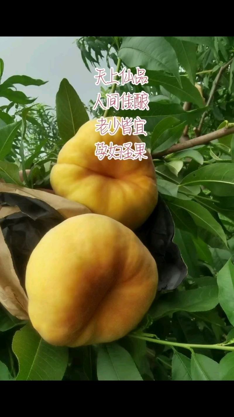 黄蟠桃毛蟠19产地直发欢迎各大果商大量批收