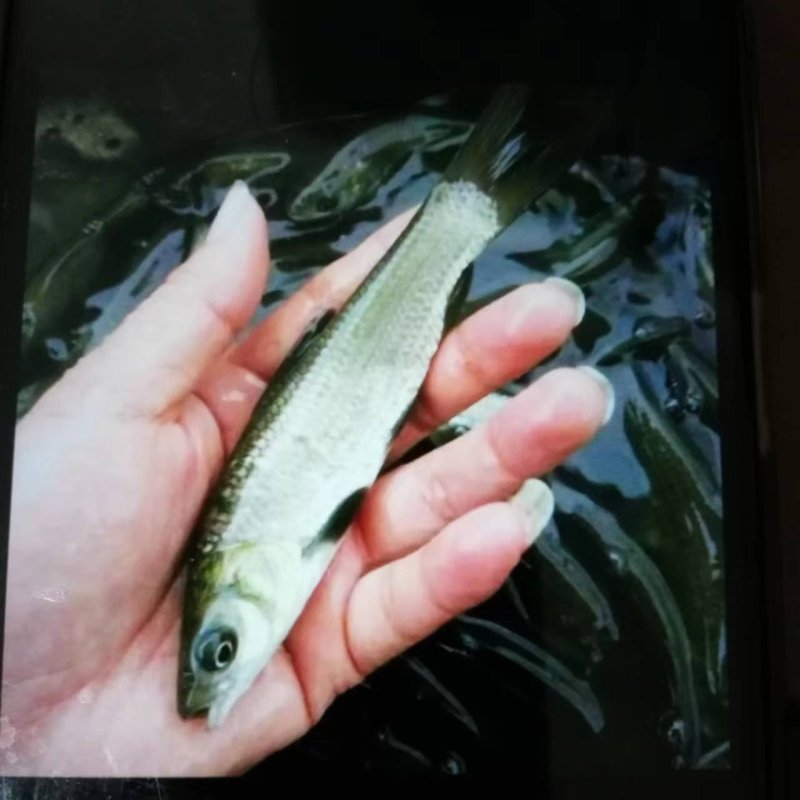 精品草鱼水库养殖品种优良欢迎你云贵川的新老客户来人来电！