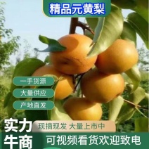 圆黄梨，果面金黄，肉质细嫩，口感香甜。保证质量，代发全国