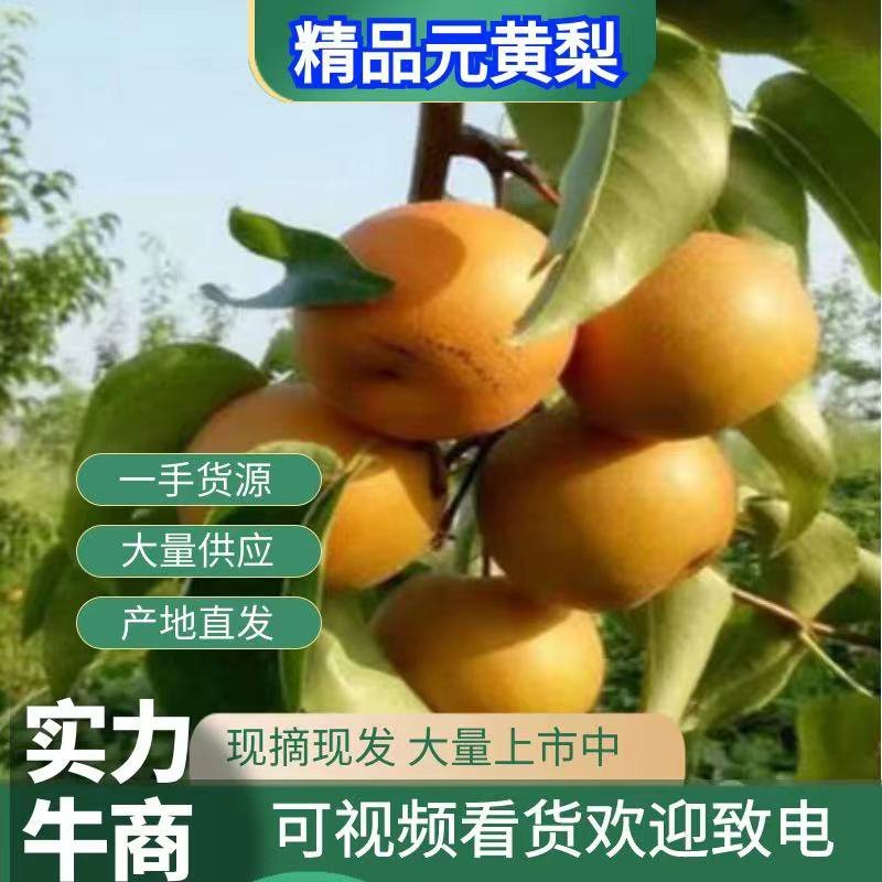 圆黄梨，果面金黄，肉质细嫩，口感香甜。保证质量，代发全国