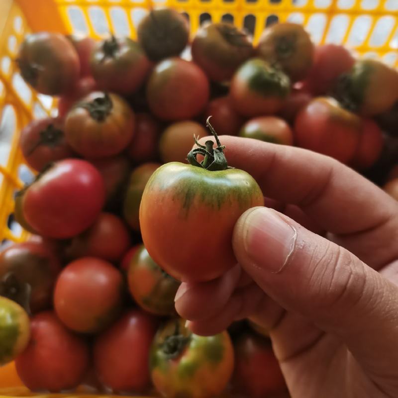 （热销）草莓西红柿铁皮柿子糖度高绿肩明显产区直供货源充足