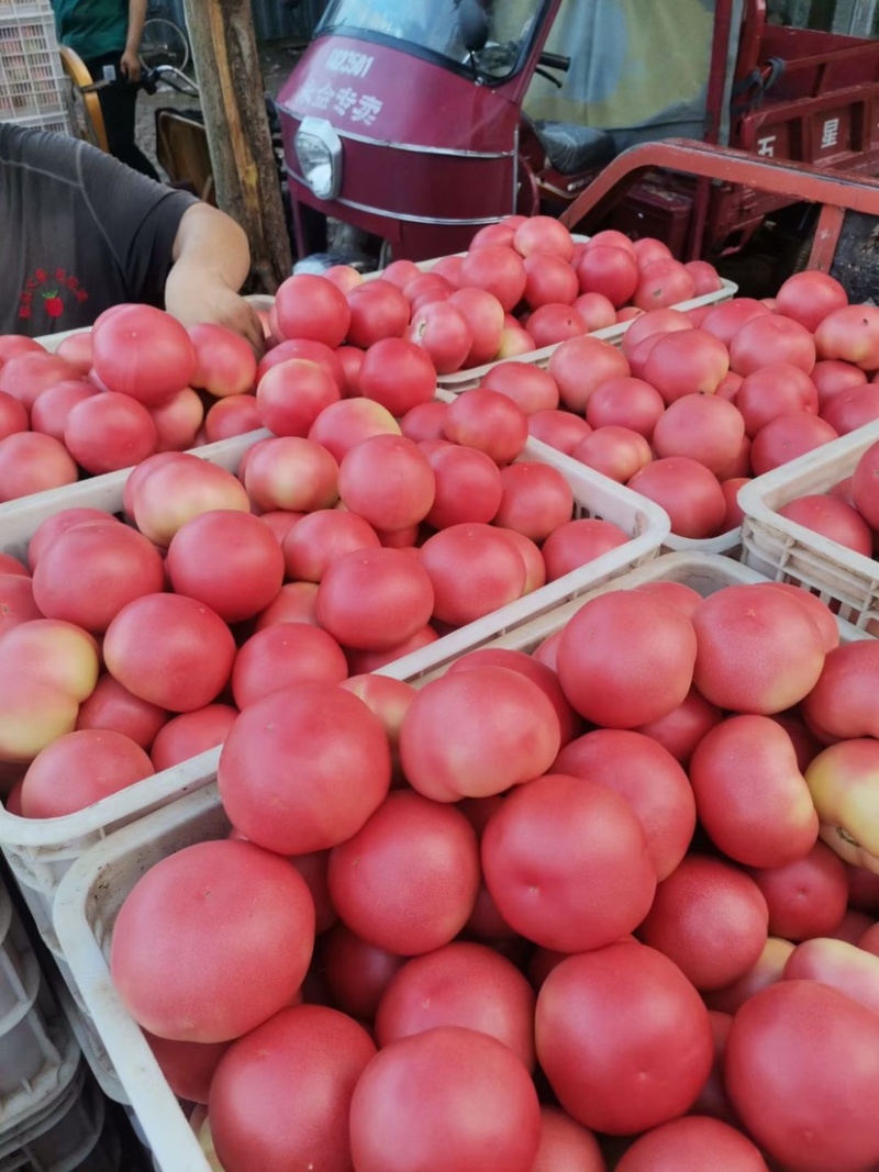 邯郸硬粉西红柿🍅产地直供各大批发市场及商超全国代发
