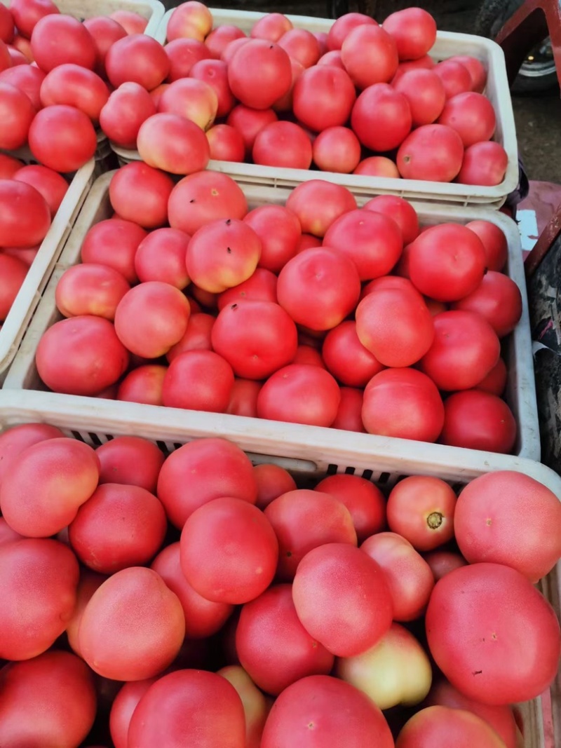 邯郸硬粉西红柿🍅产地直供各大批发市场及商超全国代发
