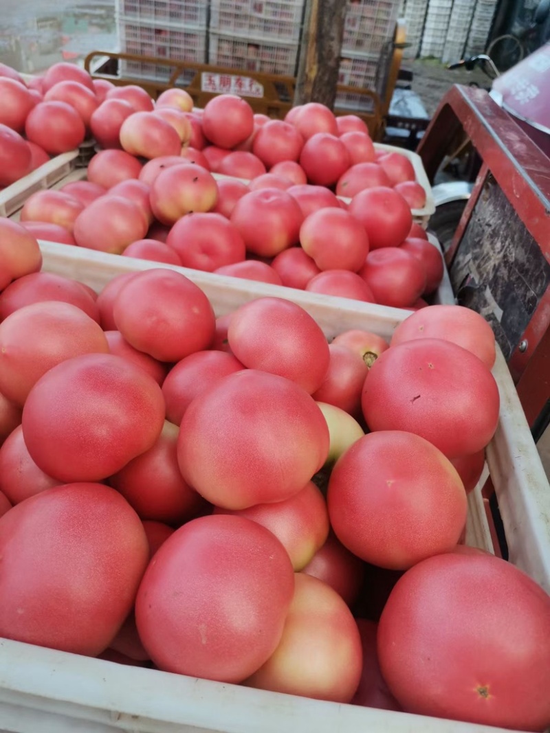 邯郸硬粉西红柿🍅产地直供各大批发市场及商超全国代发