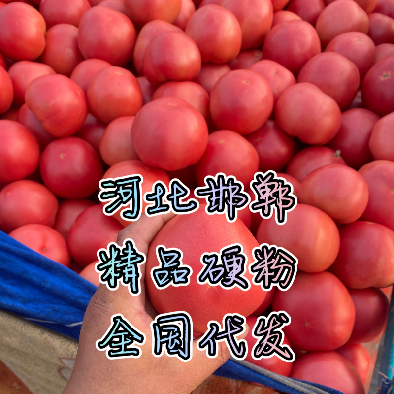 邯郸硬粉西红柿🍅产地直供各大批发市场及商超全国代发