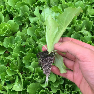 一级意大利生菜苗，抗热耐寒，根须发达提供技术指导