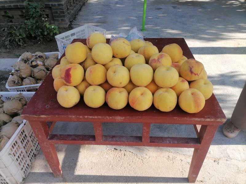 黄金蜜四号，个大果甜！欢迎各大批发商合作