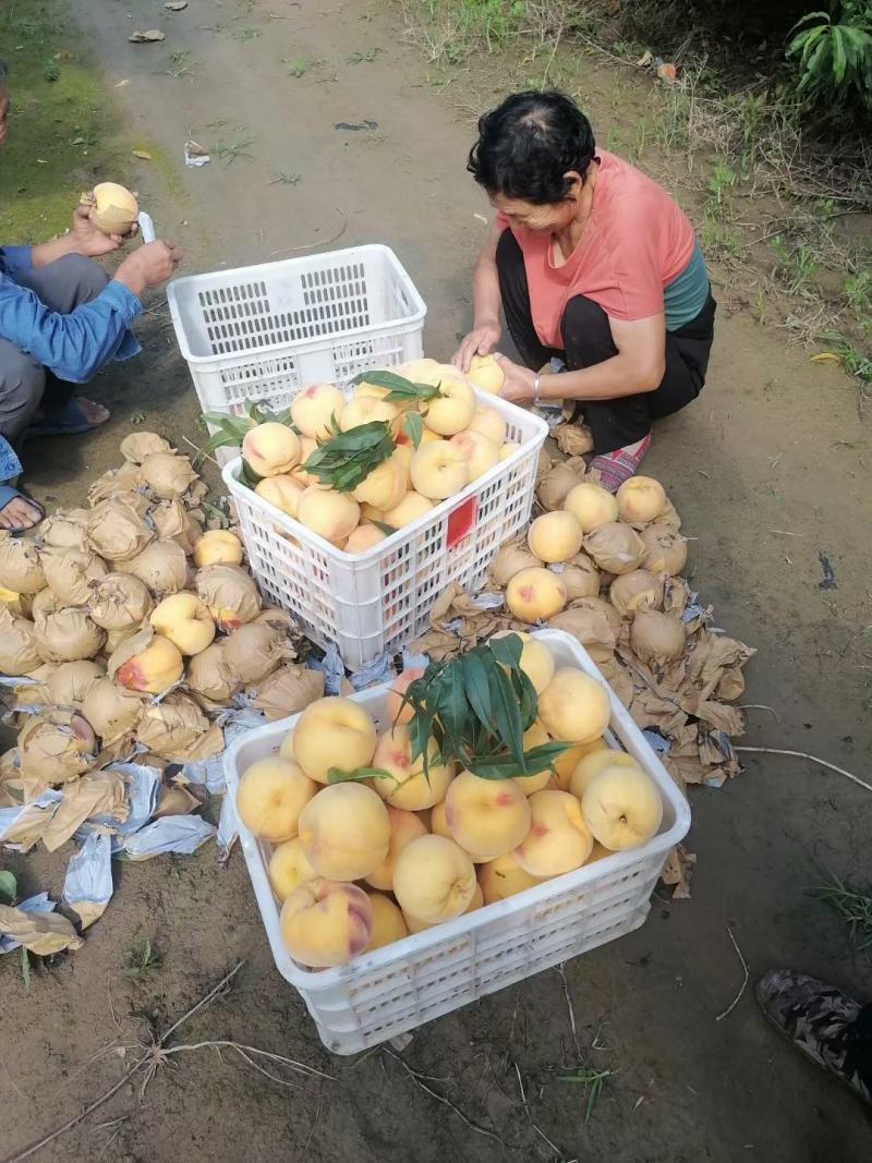 黄金蜜四号，个大果甜！欢迎各大批发商合作