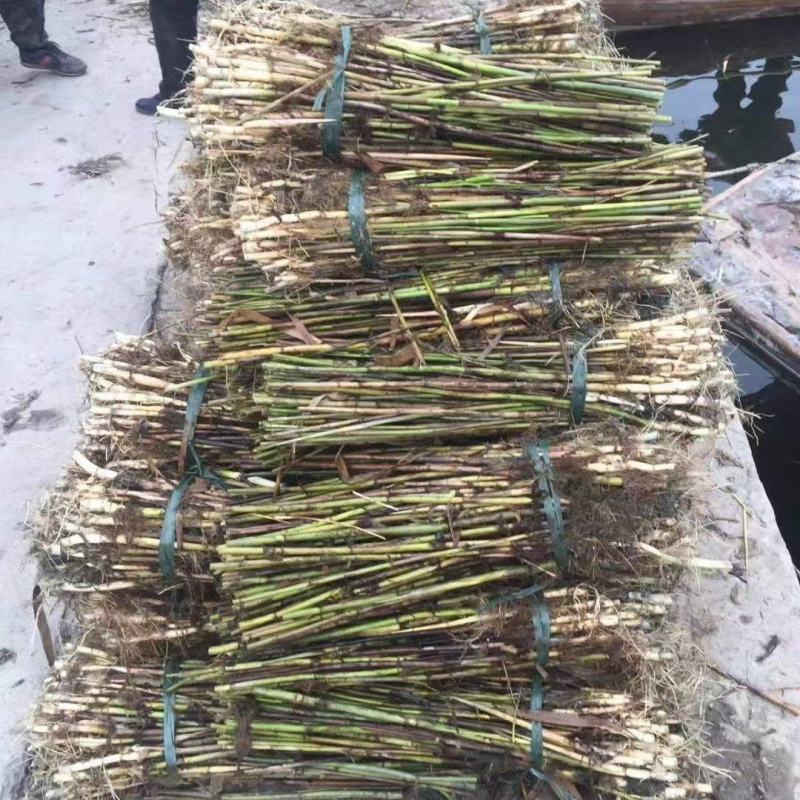 白洋淀野生芦苇苗，根须多，成活率高，质量有保证。