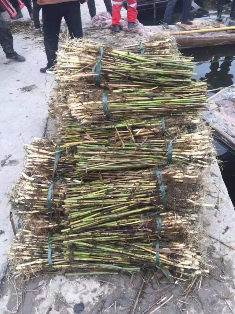 白洋淀野生芦苇苗，根须多，成活率高，质量有保证。
