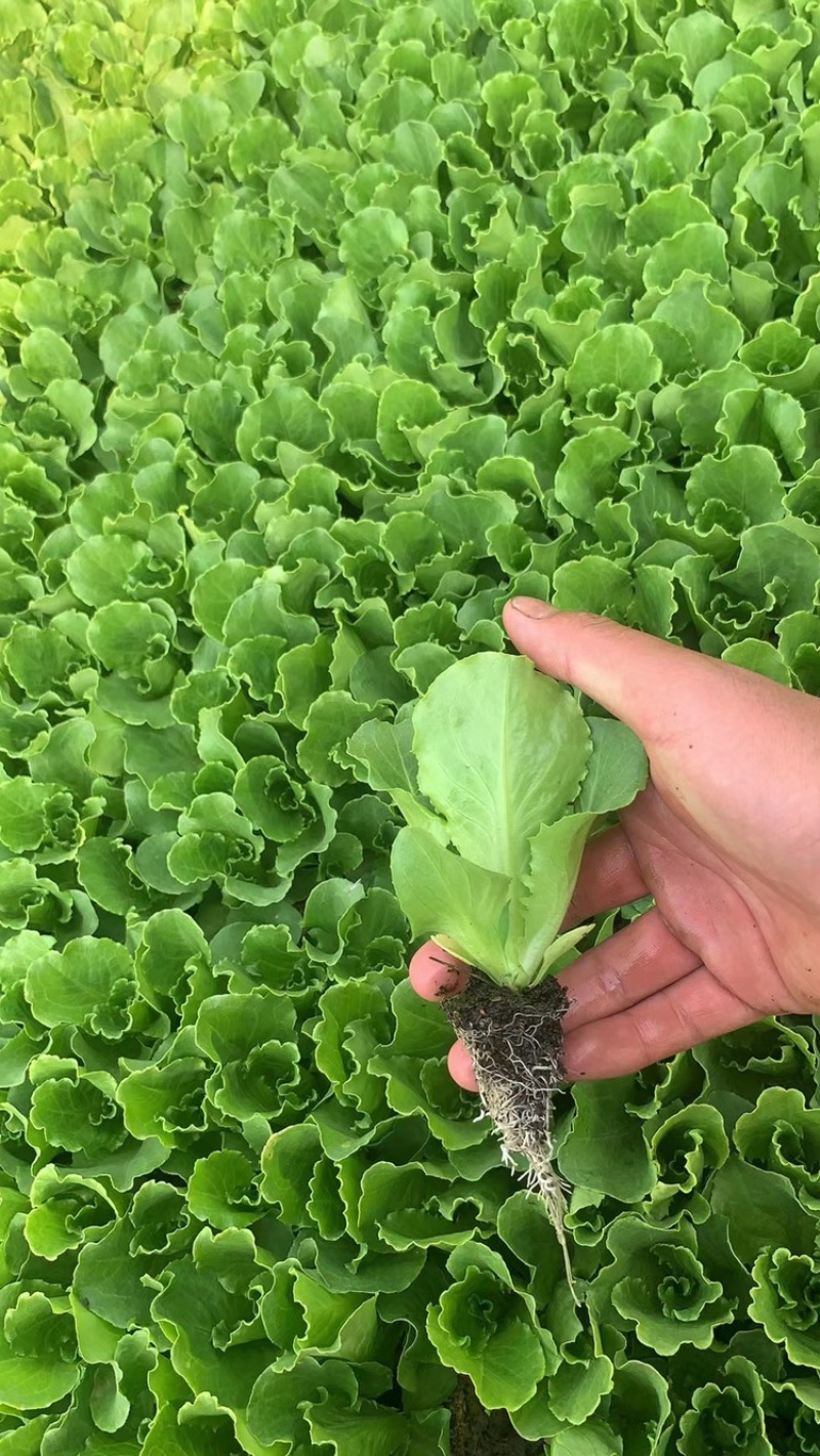 一级意大利生菜苗，抗热耐寒，根须发达提供技术指导