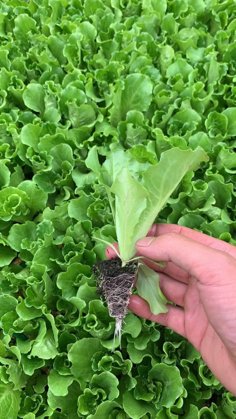 一级意大利生菜苗，抗热耐寒，根须发达提供技术指导