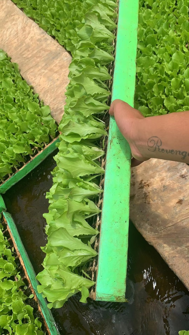 一级意大利生菜苗，抗热耐寒，根须发达提供技术指导