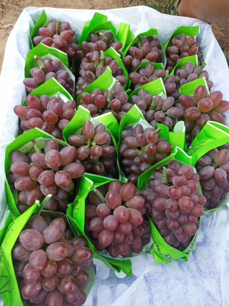 茉莉香葡萄大量上市，口感香甜，糖度达到19.4，速购