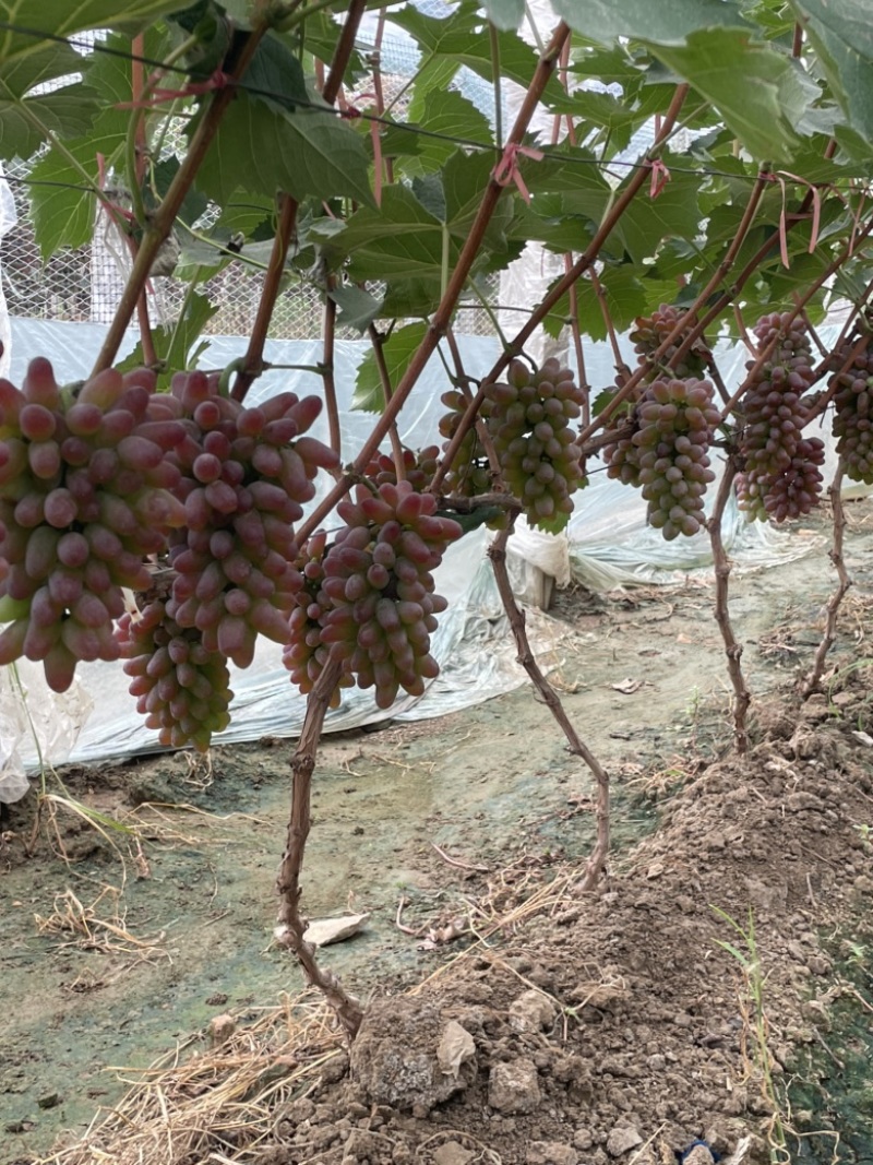 茉莉香葡萄大量上市，口感香甜，糖度达到19.4，速购