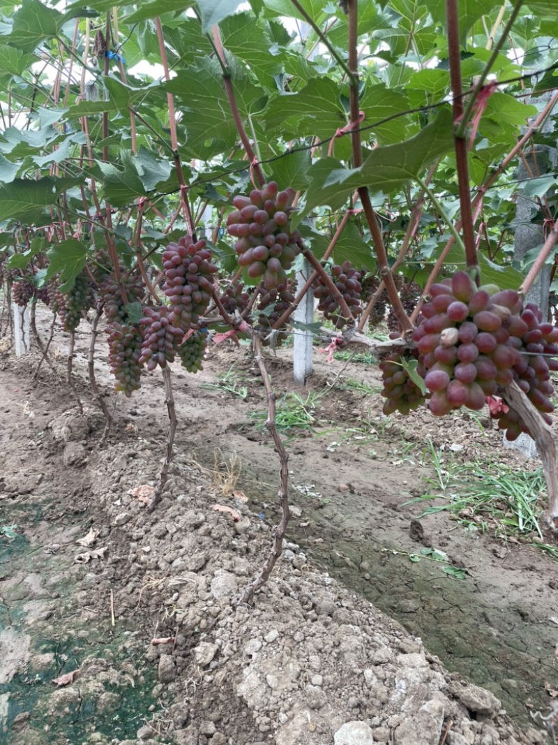 茉莉香葡萄大量上市，口感香甜，糖度达到19.4，速购
