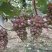 茉莉香葡萄大量上市，口感香甜，糖度达到19.4，速购