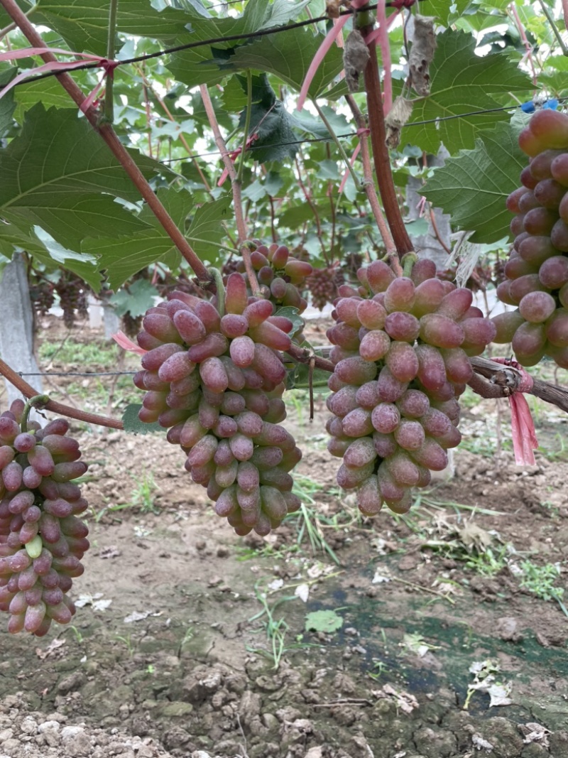 茉莉香葡萄大量上市，口感香甜，糖度达到19.4，速购