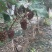 茉莉香葡萄大量上市，口感香甜，糖度达到19.4，速购