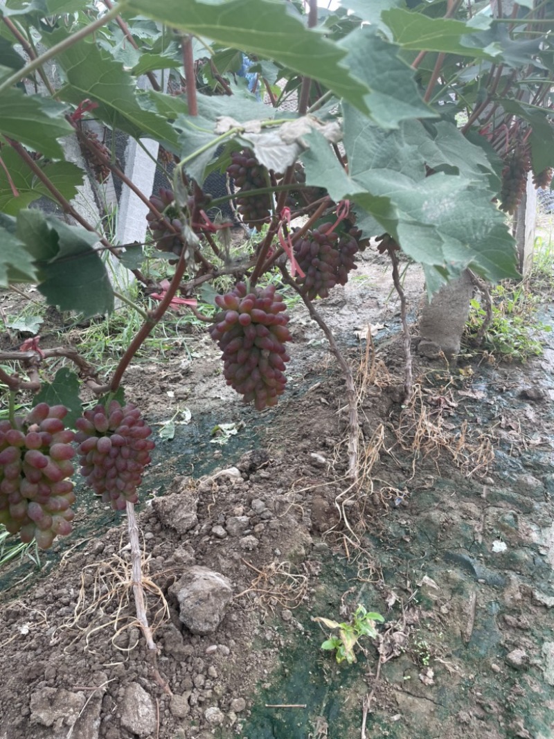 茉莉香葡萄大量上市，口感香甜，糖度达到19.4，速购