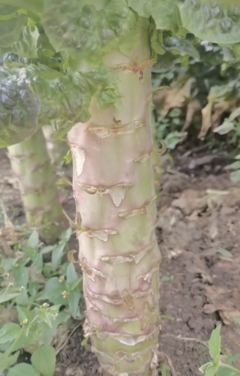 紫叶莴笋苗，亩产6～8吨，红皮绿心，全国顺风空运。