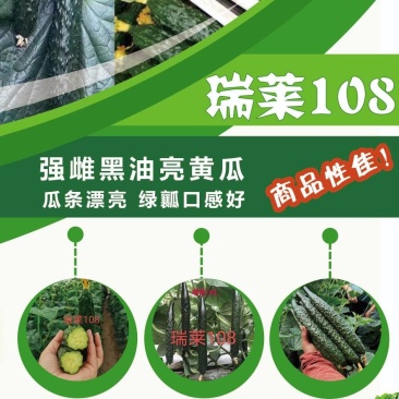 【热卖】早秋延晚春定植黑油亮瑞莱108瓜条颜色漂亮商品性好