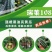 【热卖】早秋延晚春定植黑油亮瑞莱108瓜条颜色漂亮商品性好