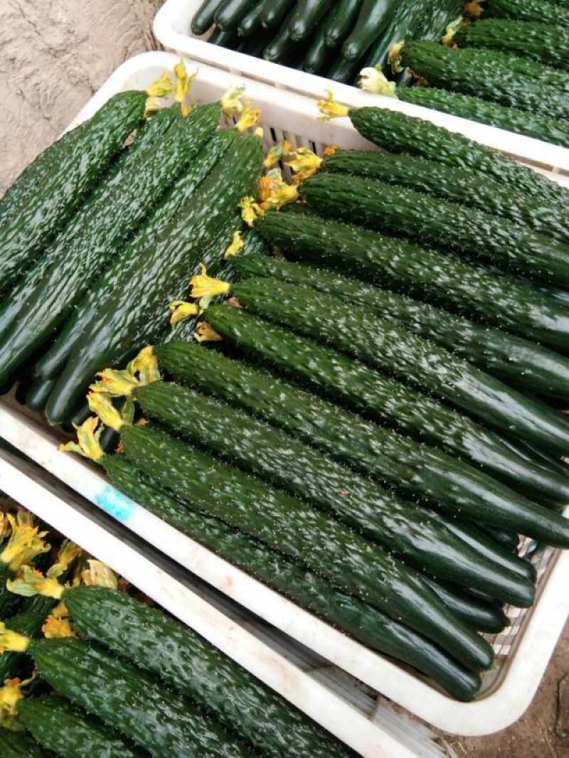 【热卖】早秋延晚春定植黑油亮瑞莱108瓜条颜色漂亮商品性好