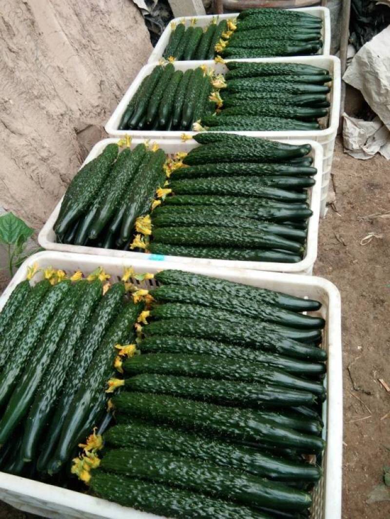 【热卖】早秋延晚春定植黑油亮瑞莱108瓜条颜色漂亮商品性好