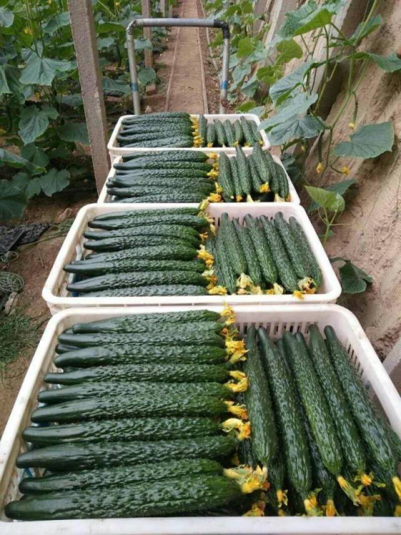 【热卖】早秋延晚春定植黑油亮瑞莱108瓜条颜色漂亮商品性好