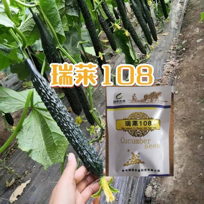 【热卖】早秋延晚春定植黑油亮瑞莱108瓜条颜色漂亮商品性好