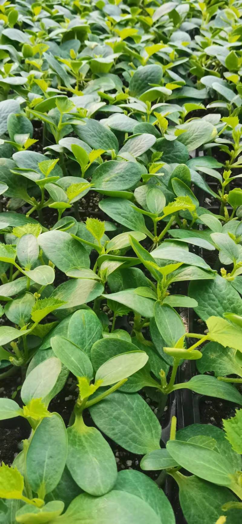 【热卖】早秋延晚春定植黑油亮瑞莱108瓜条颜色漂亮商品性好